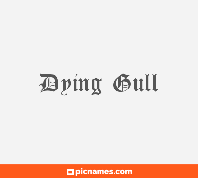 Dying Gull